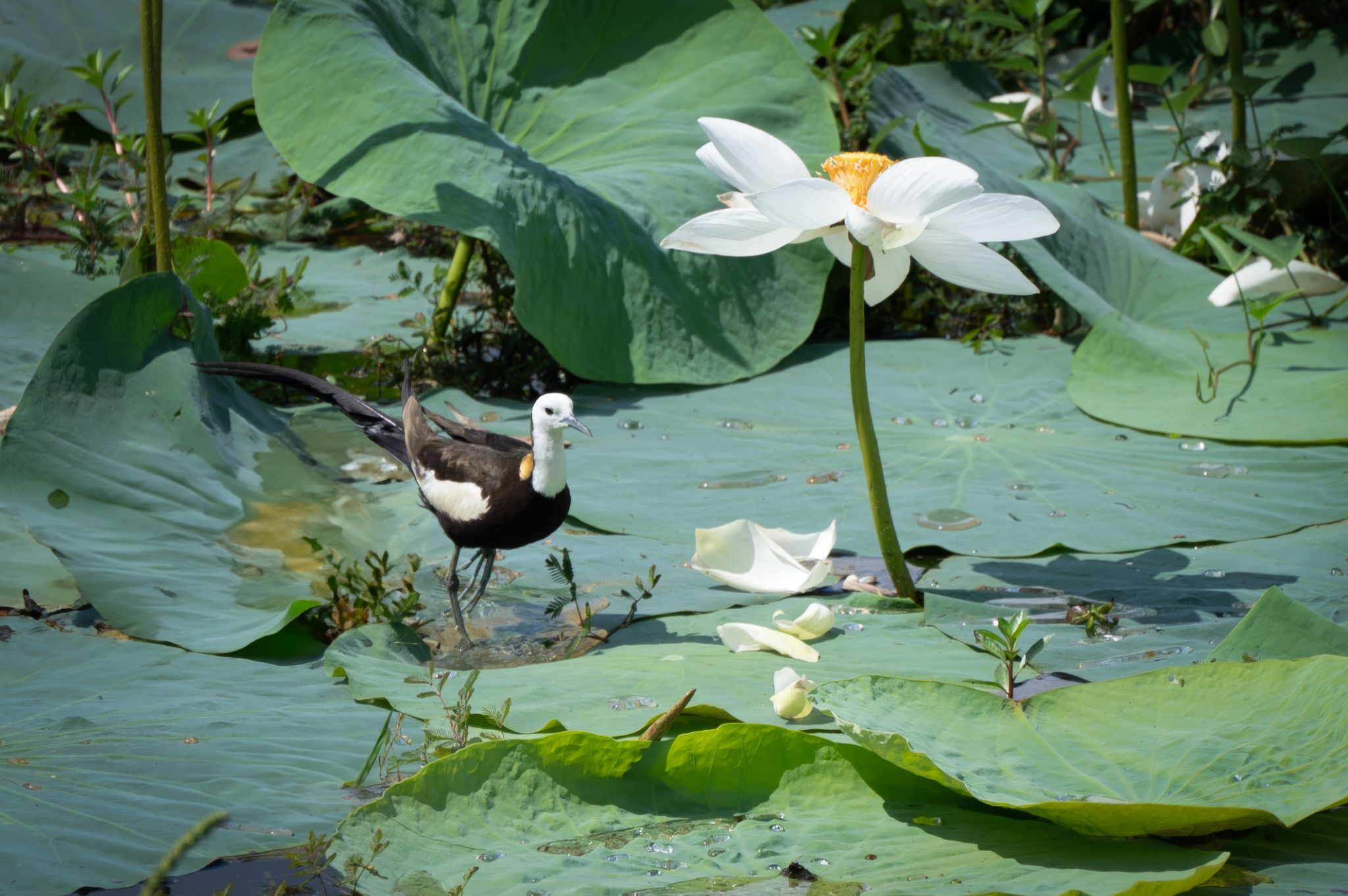 Fasanblatthühnchen (Hydrophasianus chirurgus)